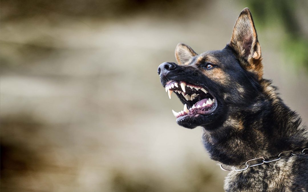 What to Do After a Dog Bite Injury in Sacramento